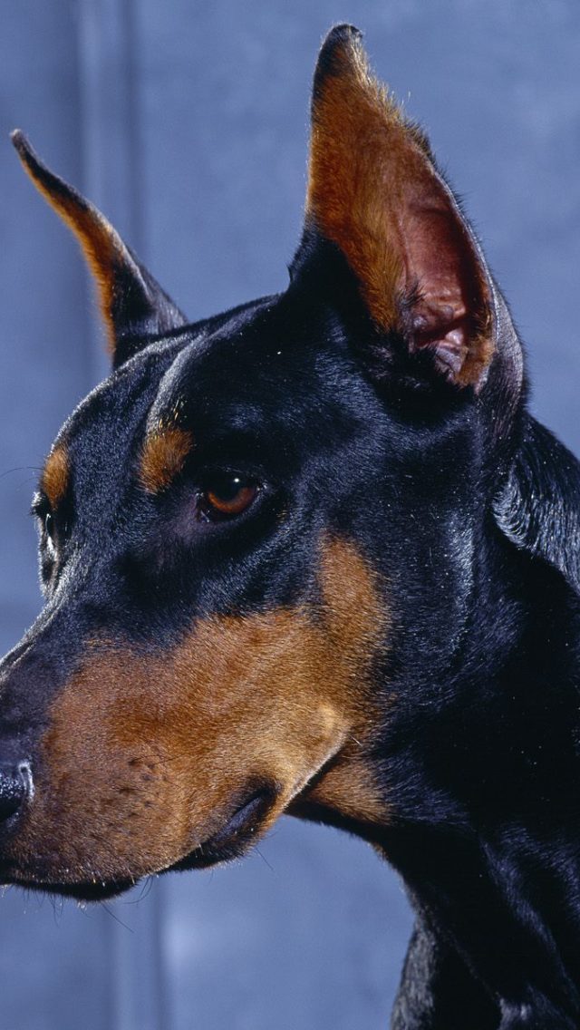 Doberman Pinscher HD Wallpaper Backgrounds Dog Pictures